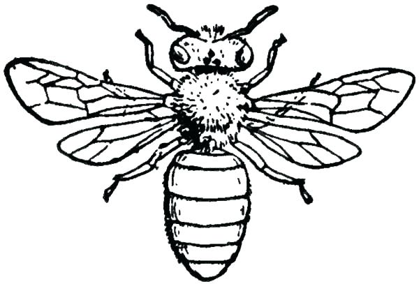 600x407 Bees Coloring Pages Synthesis.site