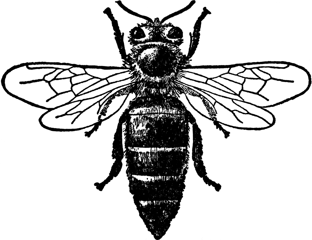 1024x788 Honey Bee (Queen) Clipart Etc