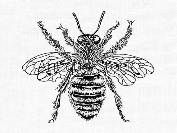 570x428 Insect Clipart