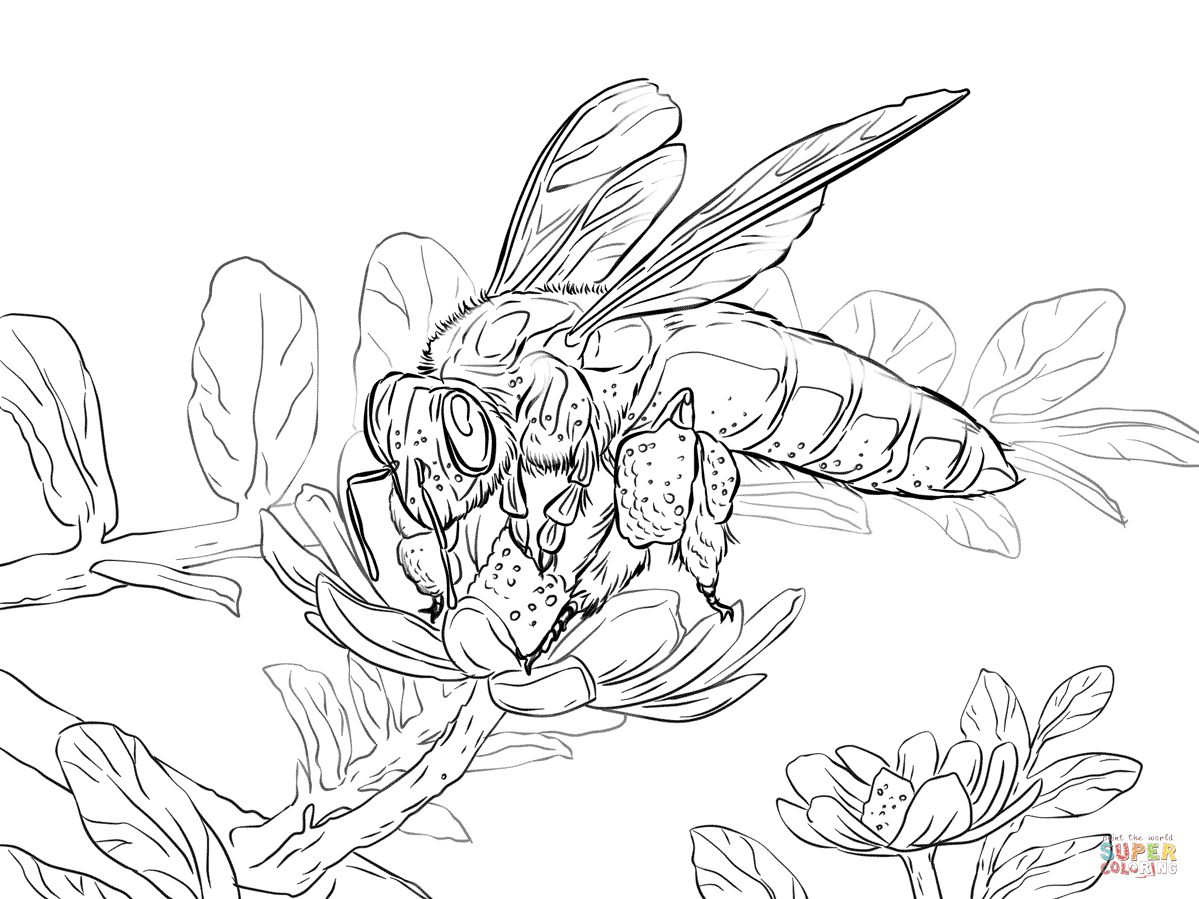 1199x899 Giant Honey Bee Coloring Page Free Printable Coloring Pages