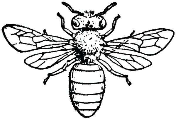 600x407 Honey Bee Coloring Pages Also Insect Honey Bee Coloring Pages Qsj