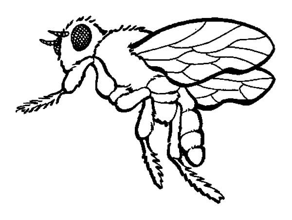 600x452 Honey Bee Coloring Pages Kids Honey Bee Coloring Pages