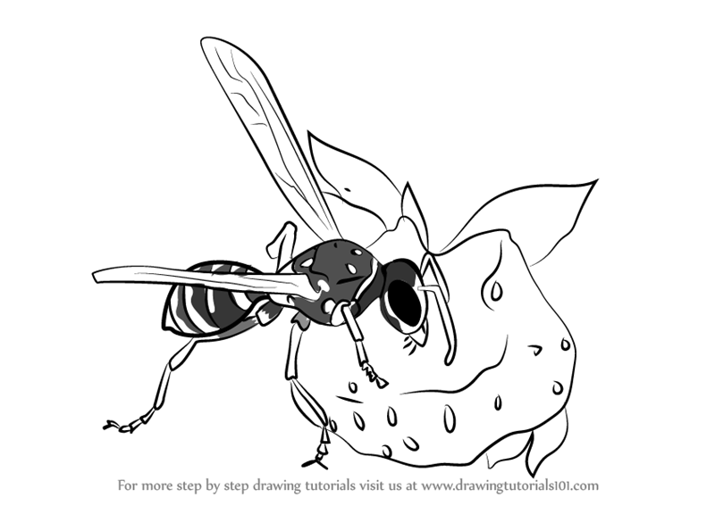 800x567 Learn How To Draw Wasp Eating Honey (Wild Animals) Step By Step