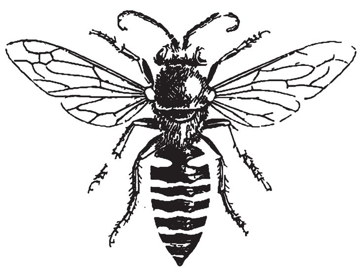 736x565 Bee Drawings Drawings Of People Fighting Ink Bee