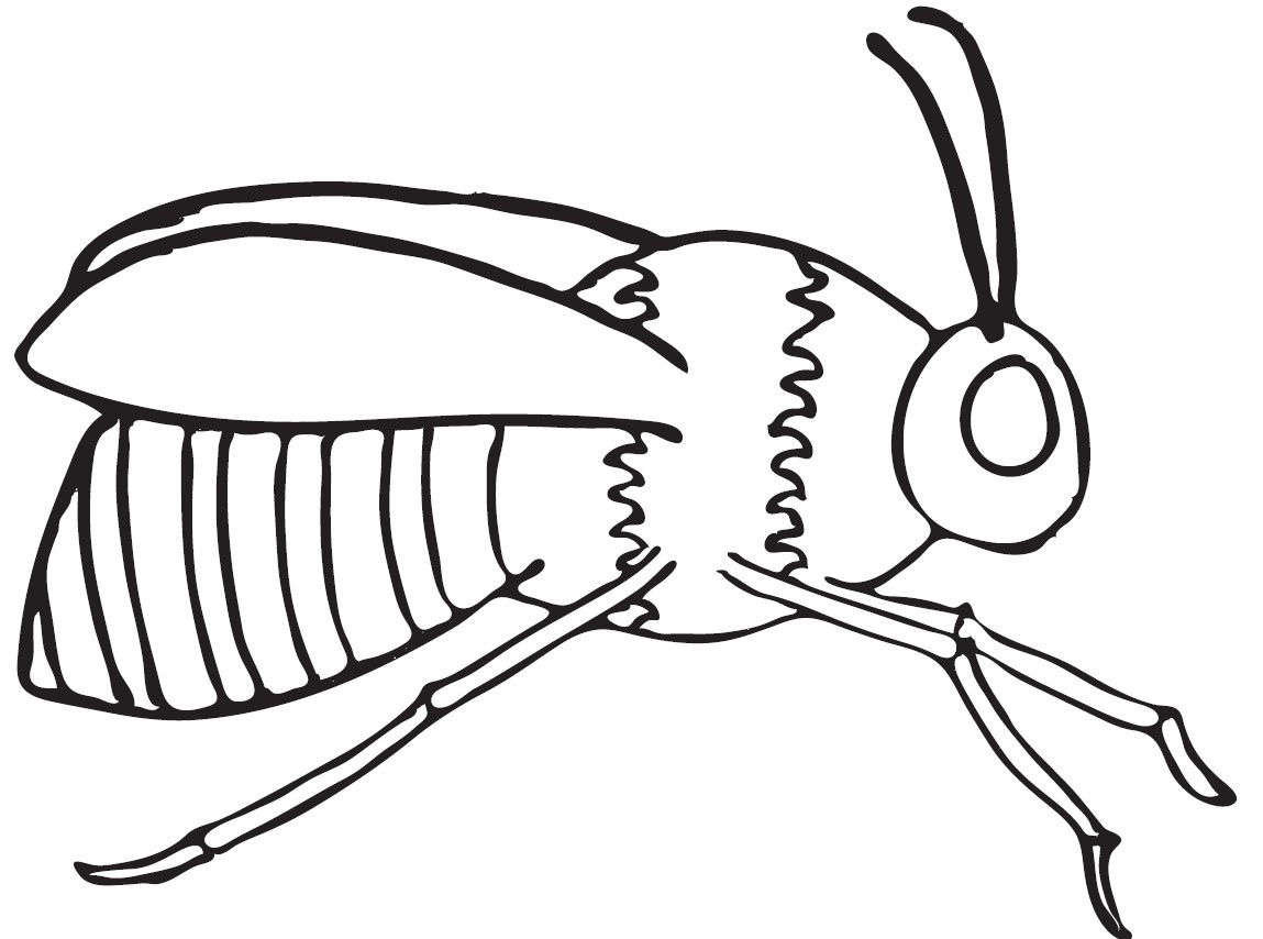1149x854 Honey Bee Coloring Page Free Download