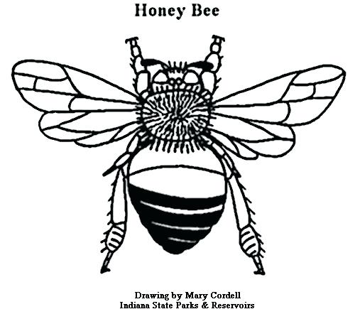 500x435 Honey Bee Coloring Pages 38 In Addition To Cartoon Bee And Flower