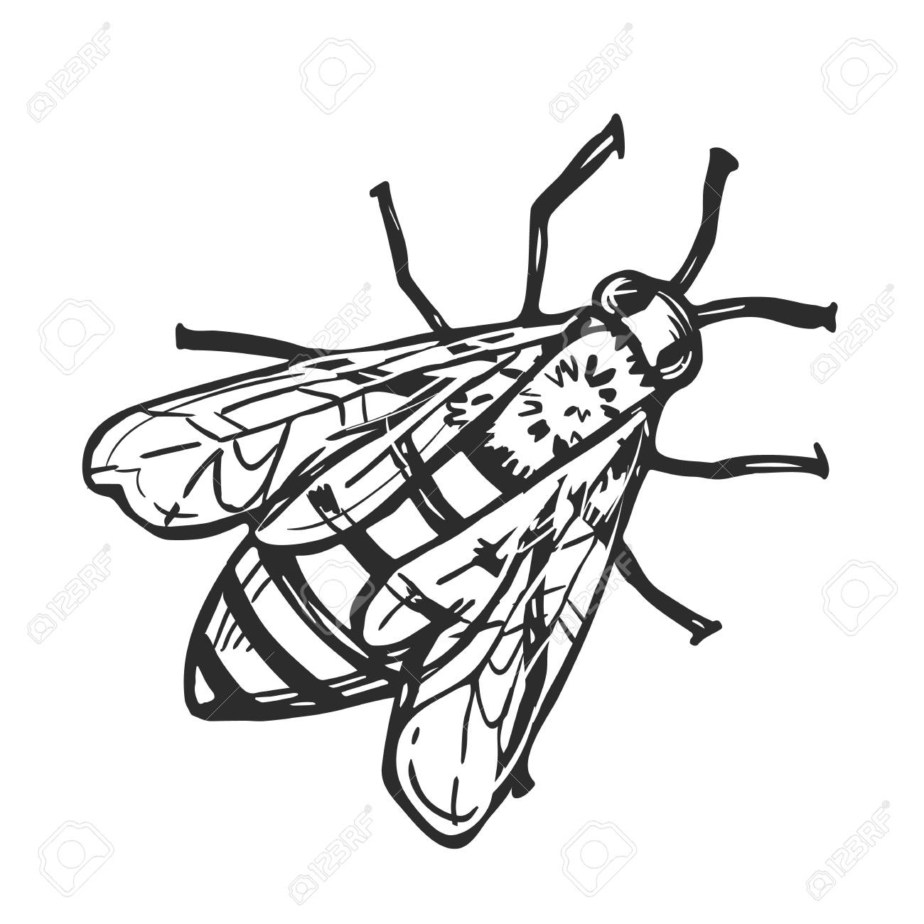 1300x1300 Honey Bee Freehand Pencil Drawing Isolated On White Background