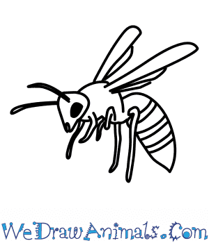 300x350 How To Draw A Wasp