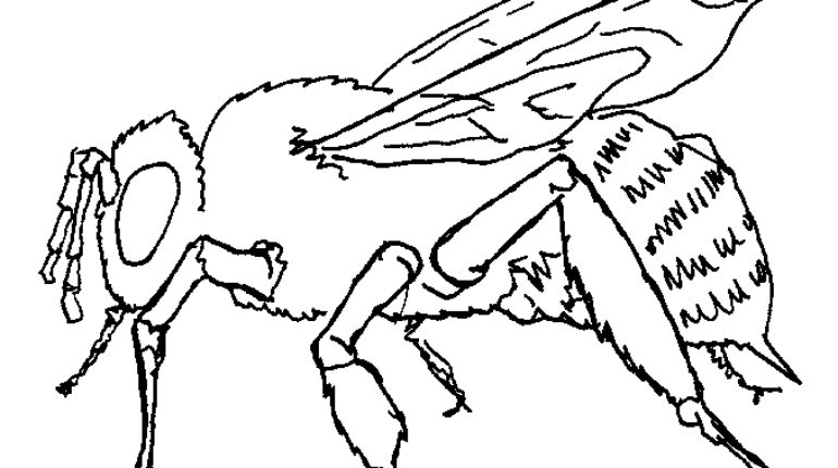 770x430 Bee Coloring Page