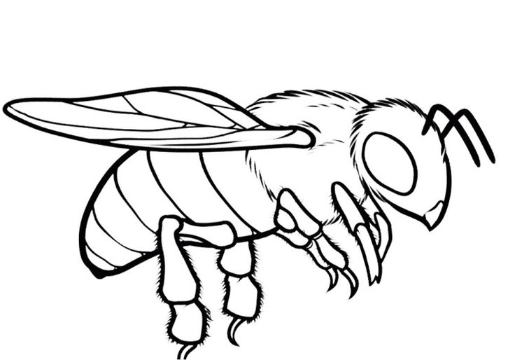 736x514 Bee Coloring Page Fantastic Honey Pages 7 Amazing Decoration 1