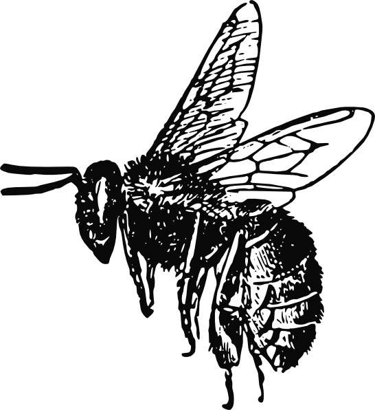 546x596 Bee Drawing Clip Art