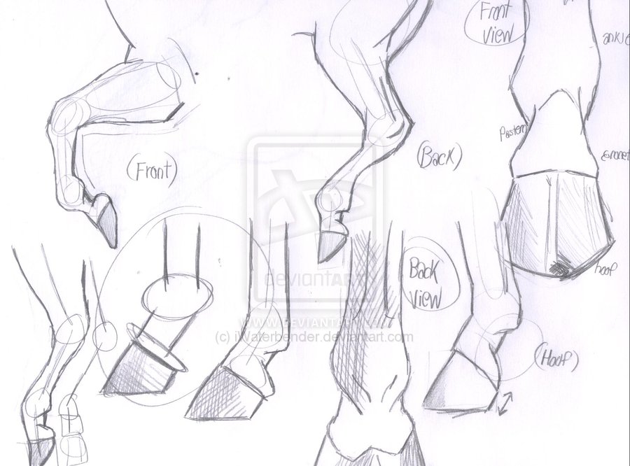 900x666 Horse Hooves And Legs Sketch By Iwaterbender Rysowanie Koni