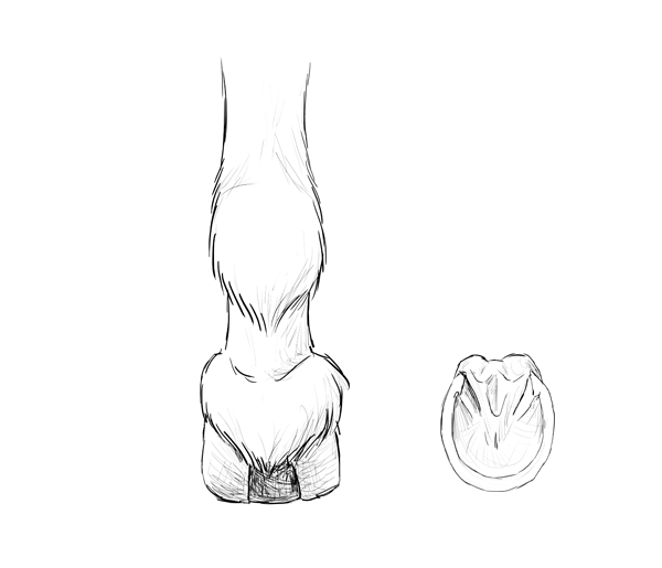 600x515 How To Draw Animals Horses, Their Anatomy And Poses