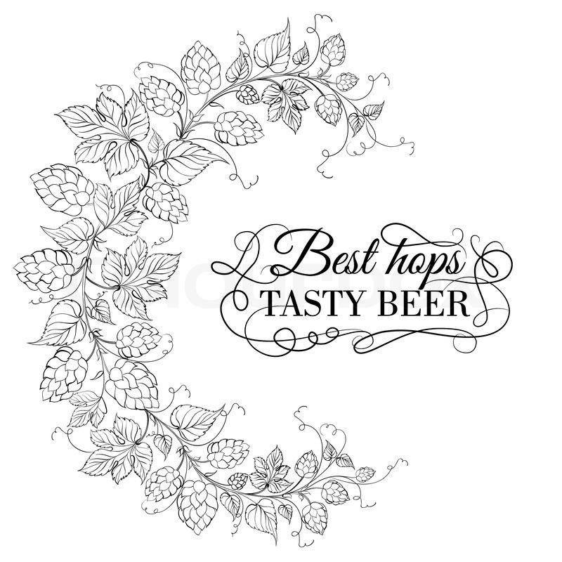 800x800 Green Hop Plant Isolated Stock Vector Colourbox