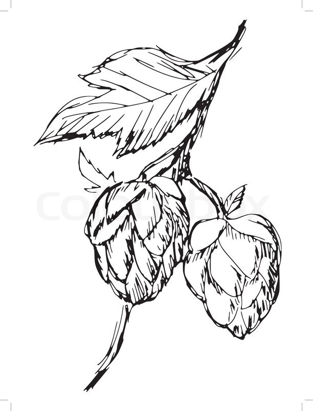 611x800 Hand Drawn, Sketch Illustration Of Hop Stock Vector Colourbox