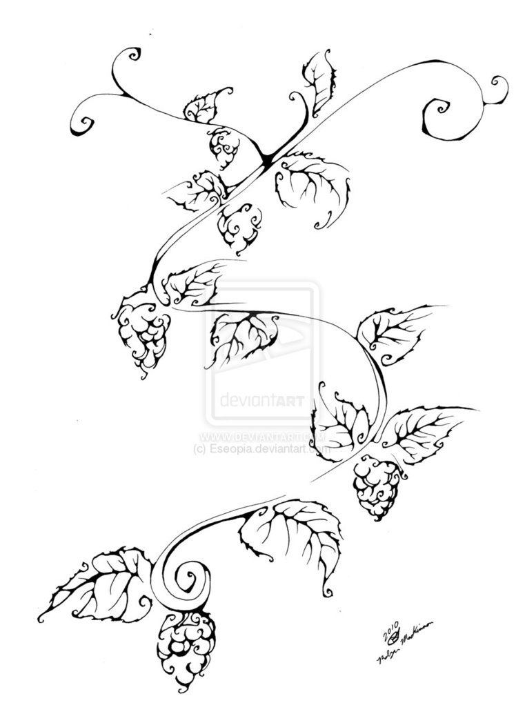 761x1051 Drawings Of Hops