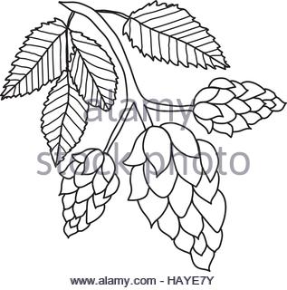 317x320 Green Hop Flower Vector Illustration. The Product Image