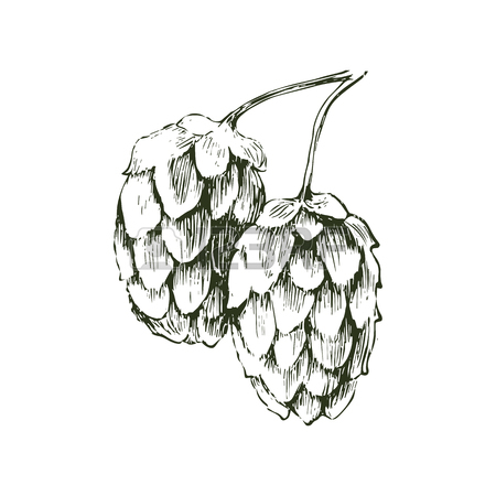 450x450 Hand Drawn Hop Plant Royalty Free Cliparts, Vectors, And Stock