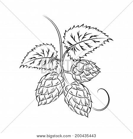 450x470 Hop Garden Images, Illustrations, Vectors