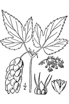 240x360 Hops Facts And Health Benefits