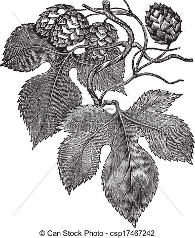 385x470 Hops Plant Drawing