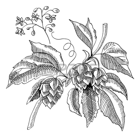 450x450 315 Hop Tree Stock Illustrations, Cliparts And Royalty Free Hop