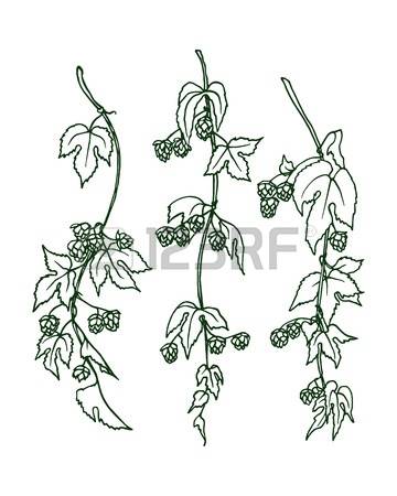 360x450 Hop Clipart Botanical Illustration