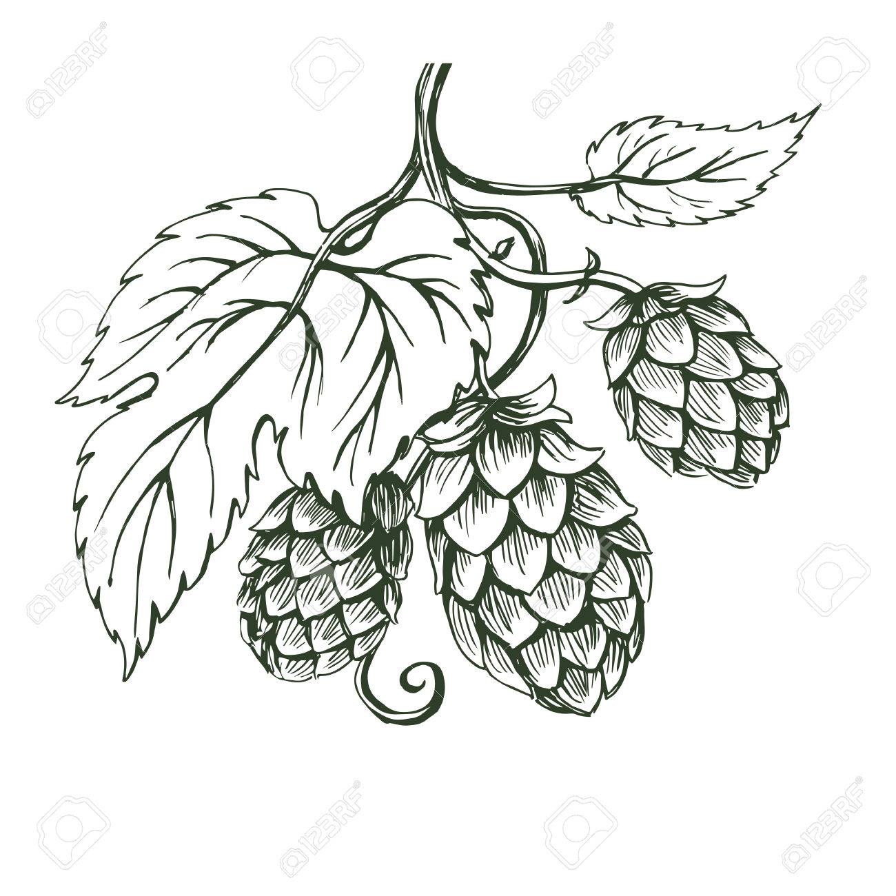 Hops Drawing at GetDrawings | Free download