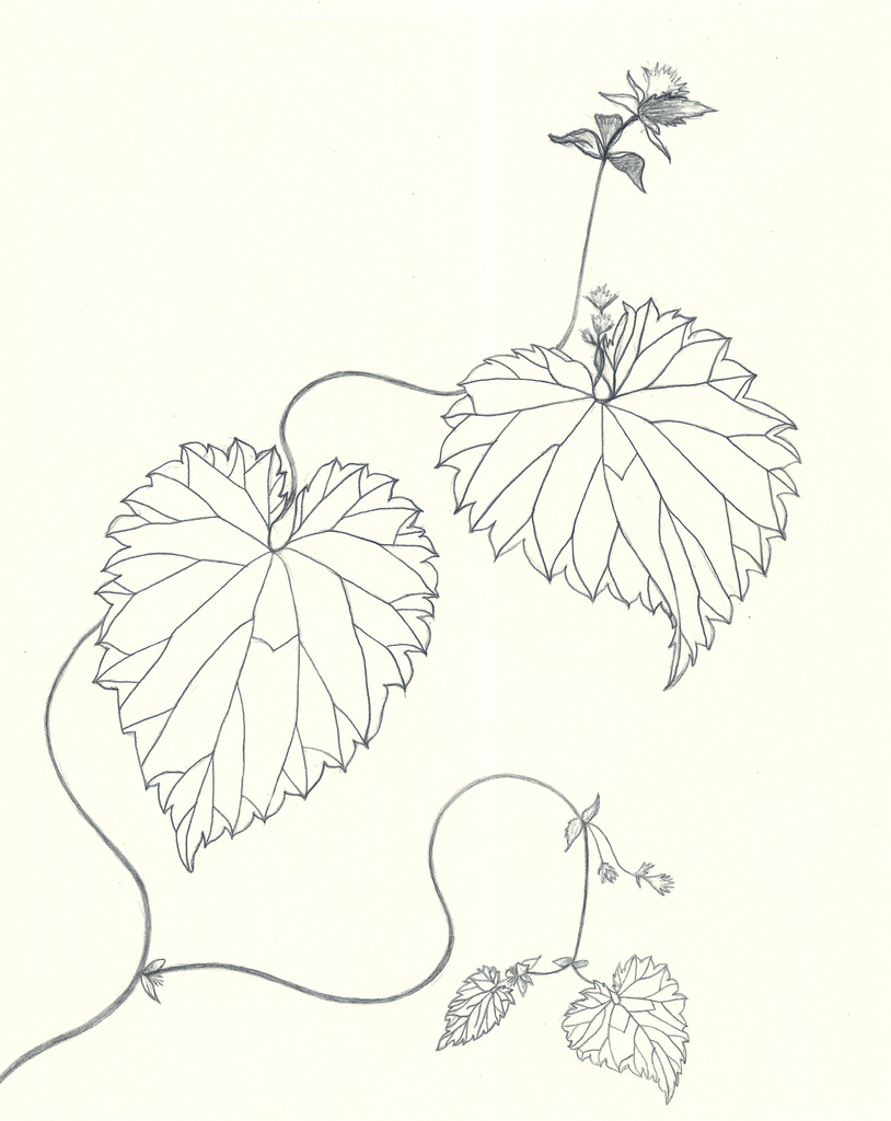 814x1024 From My Garden A Is For Anika