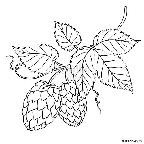 Beer Hops Drawings Sketch Coloring Page