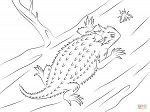300x224 Colorful Gecko Download Coloring Page