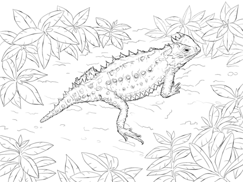 480x360 Desert Horned Lizard Coloring Page Free Printable Coloring Pages