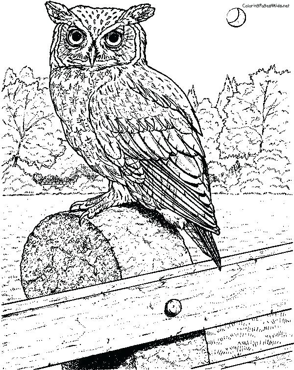 600x755 Great Horned Owl Coloring Page Realistic Bird Colouring Pages