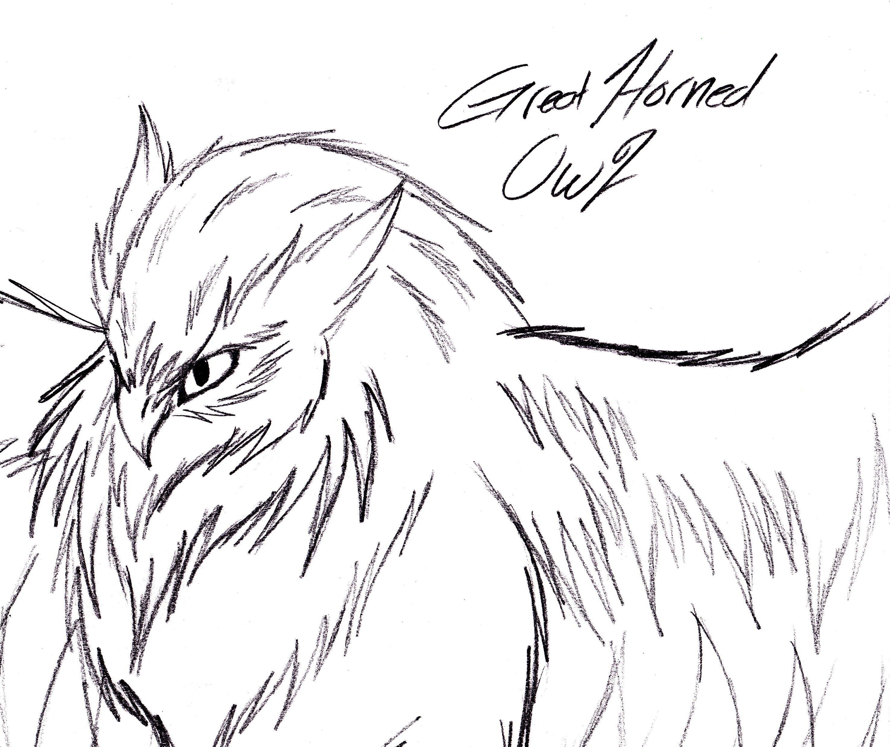 2951x2475 Great Horned Owl Sketch By Yamishadowzero