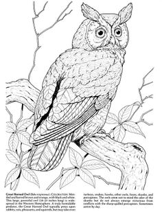 236x309 Great Horned Owl By Pintor Owl Licious Great