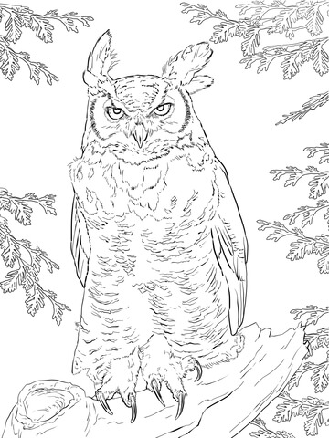 360x480 Realistic Great Horned Owl Coloring Page Free Printable Coloring
