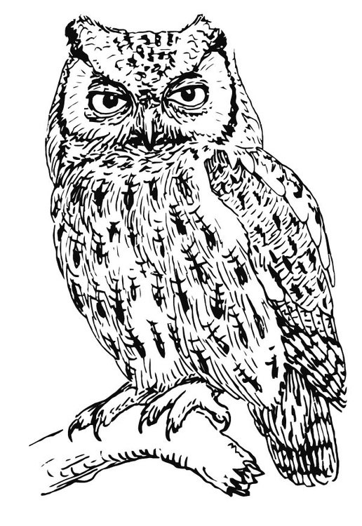 516x750 Coloring Page Owl