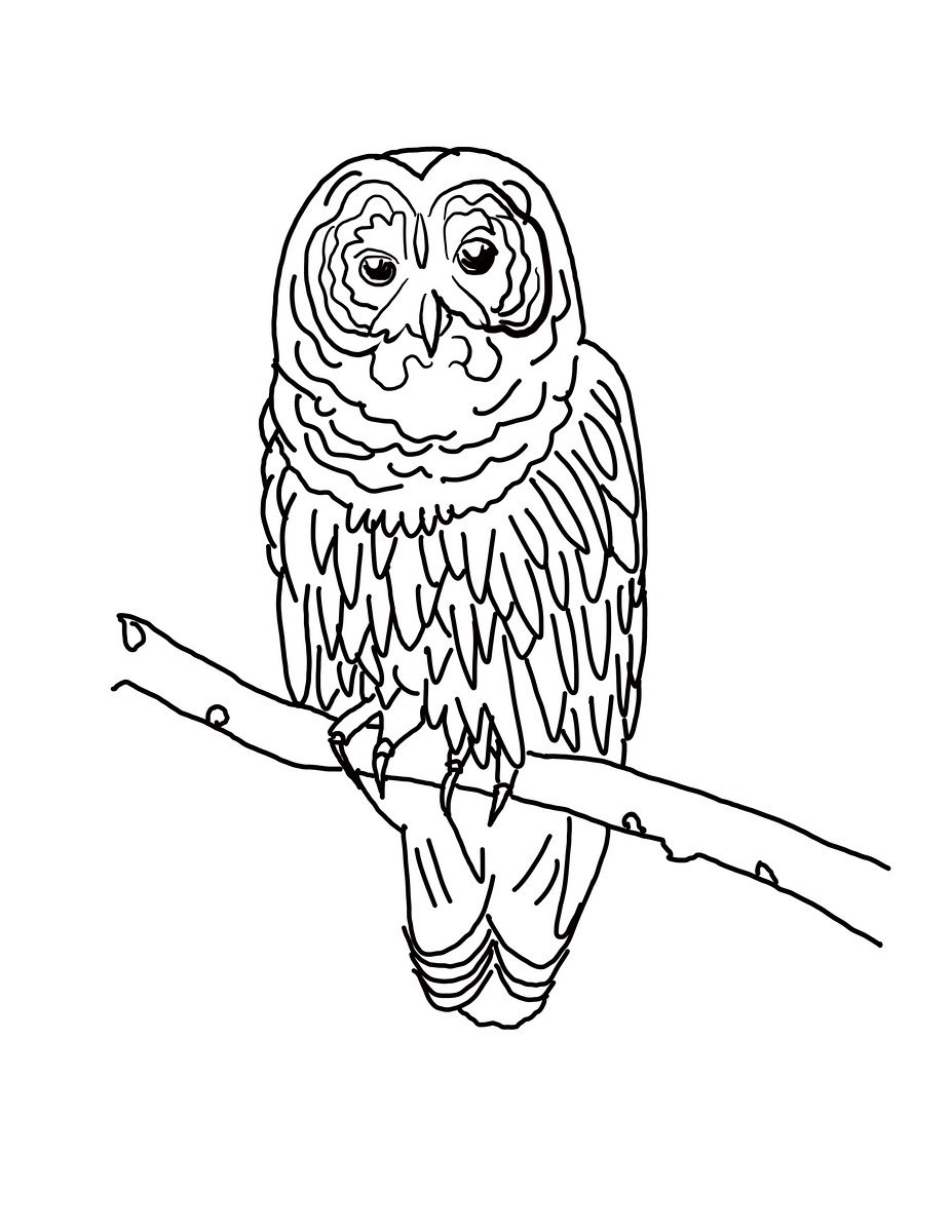 927x1200 Free Printable Owl Coloring Pages For Kids