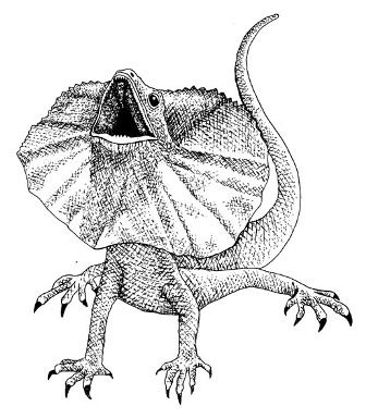 Horned Toad Drawing at GetDrawings | Free download