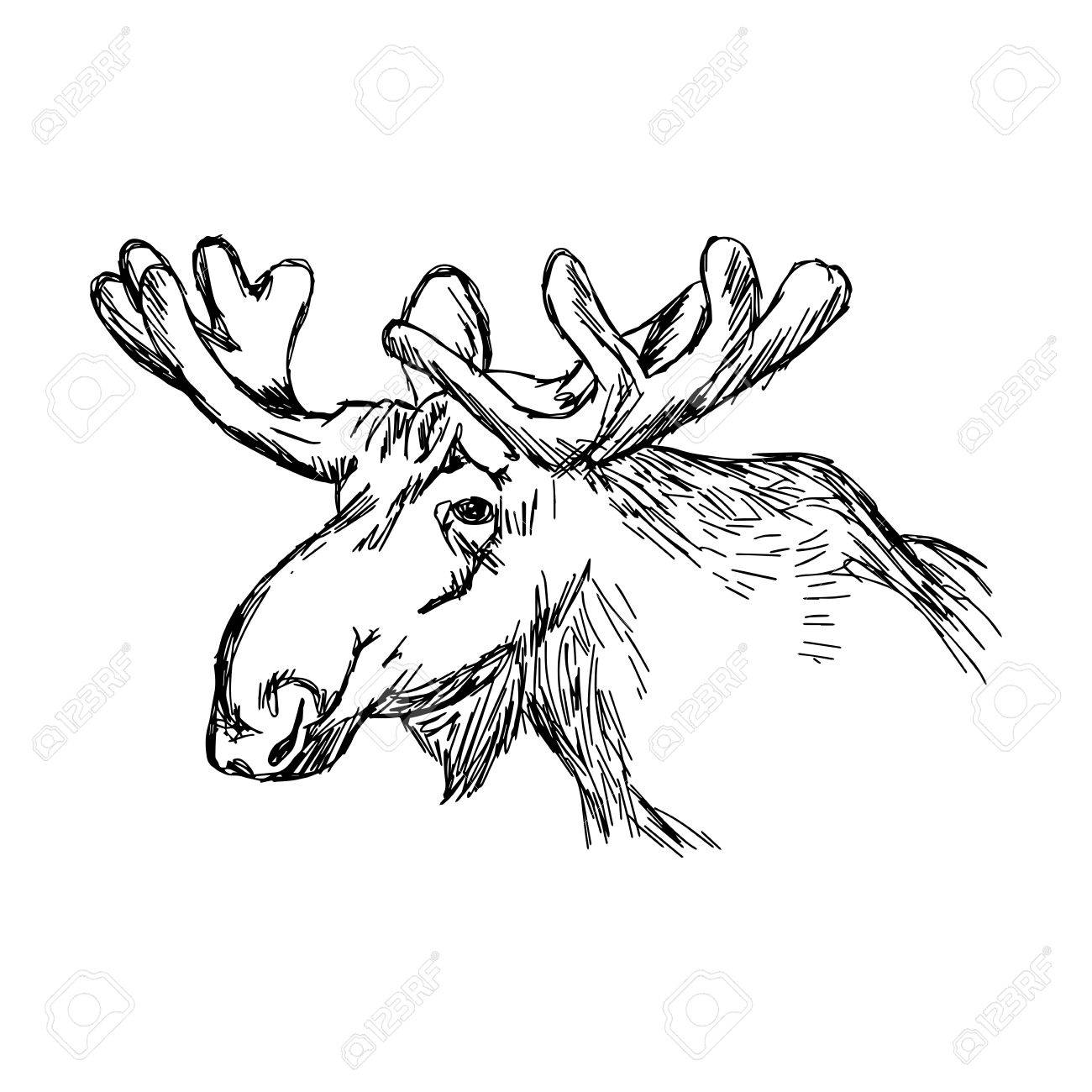 1300x1300 Illustration Doodle Of Sketch Moose Head Isolated On White