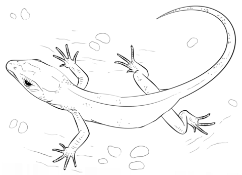 480x346 Lizard Coloring Page Free Printable Coloring Pages