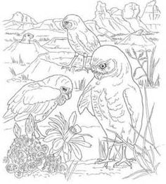 236x262 Texas Horned Lizard Drawing