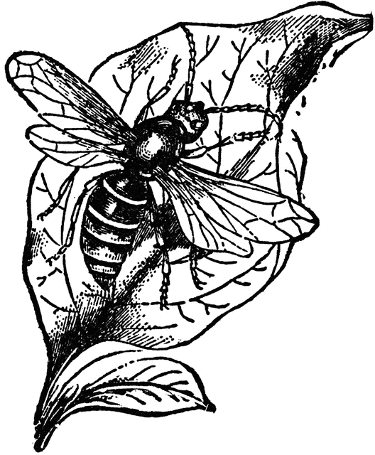 528x640 Hornet Clipart Etc