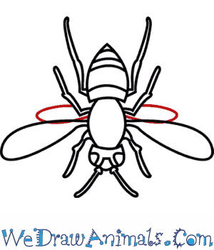 300x350 How To Draw An Asian Hornet