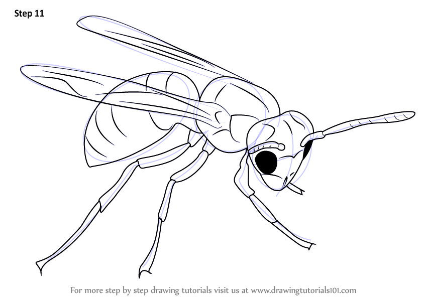 844x598 Learn How To Draw A Hornet (Insects) Step By Step Drawing Tutorials