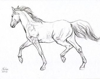 340x270 Photos Pics Of Drawings Of Horses,