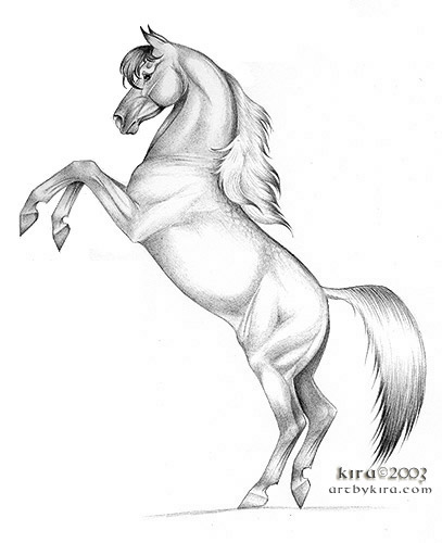 407x500 Drawings Of Horses