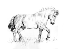 236x173 Images Pencil Drawings Of Horses Horse Drawings Pencil