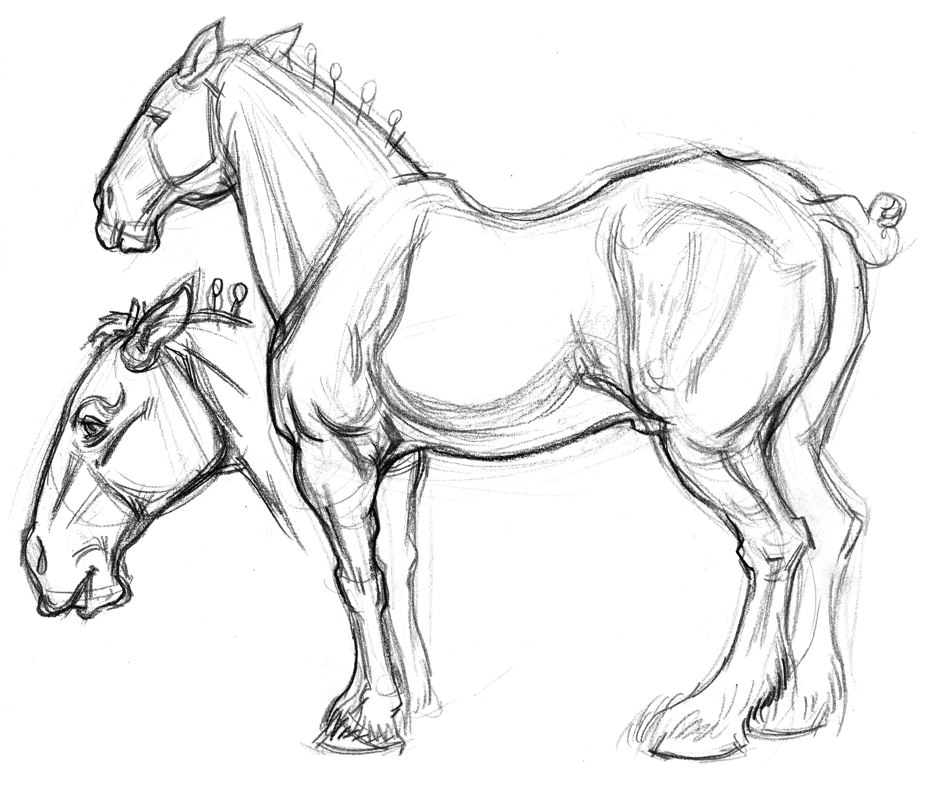 3131x2649 Garygeraths Animal Drawing