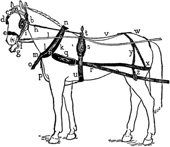 Horse Bridle Drawing